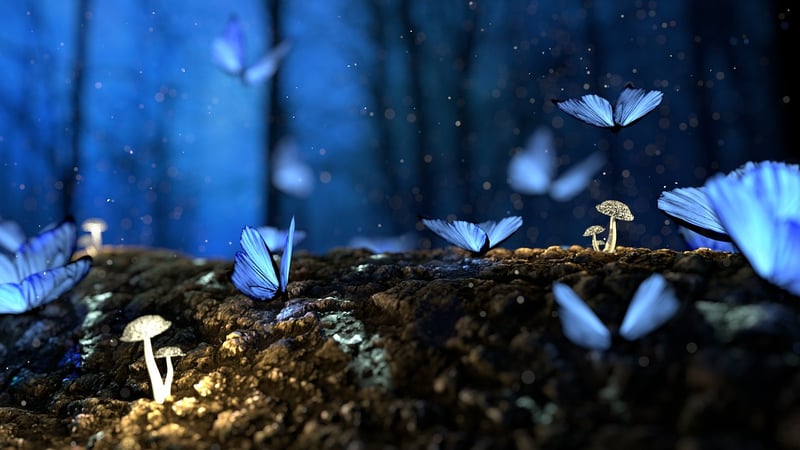 Enchanted Schemes